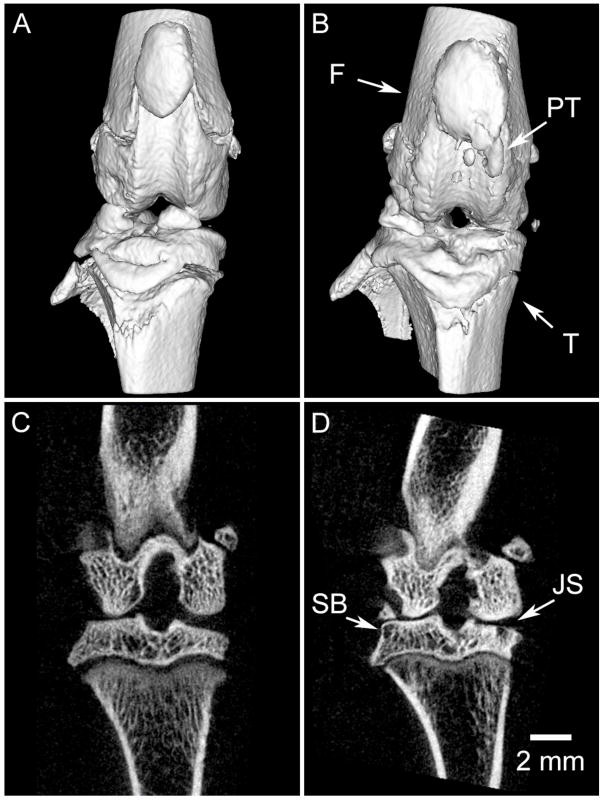 In Vivo Small Animal Imaging using Micro-CT and Digital Subtraction Angiography